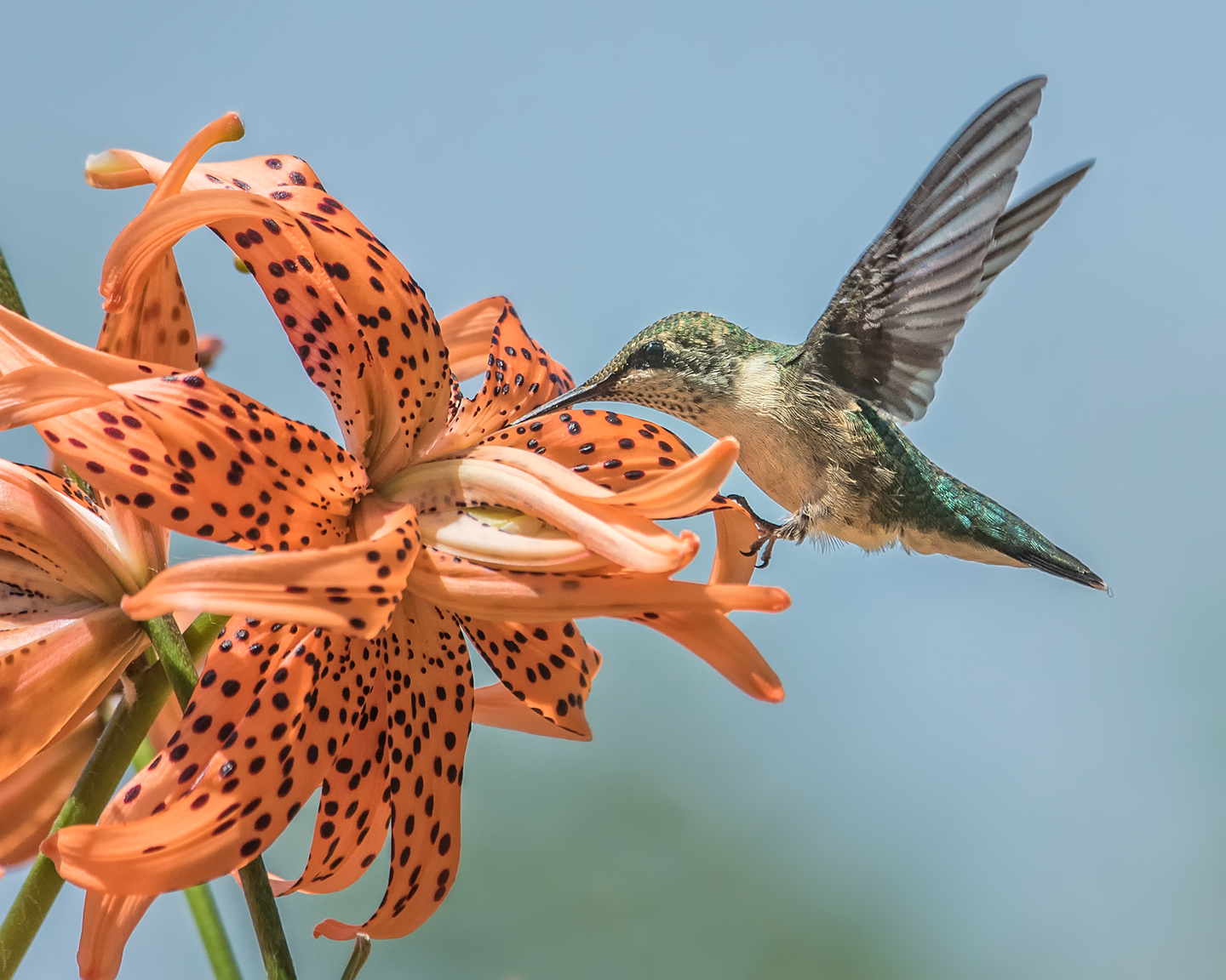 2nd PrizeOpen Color In Class 3 By Kenneth Arni For Hummer Loving Tiger Lily NOV-2020.jpg
